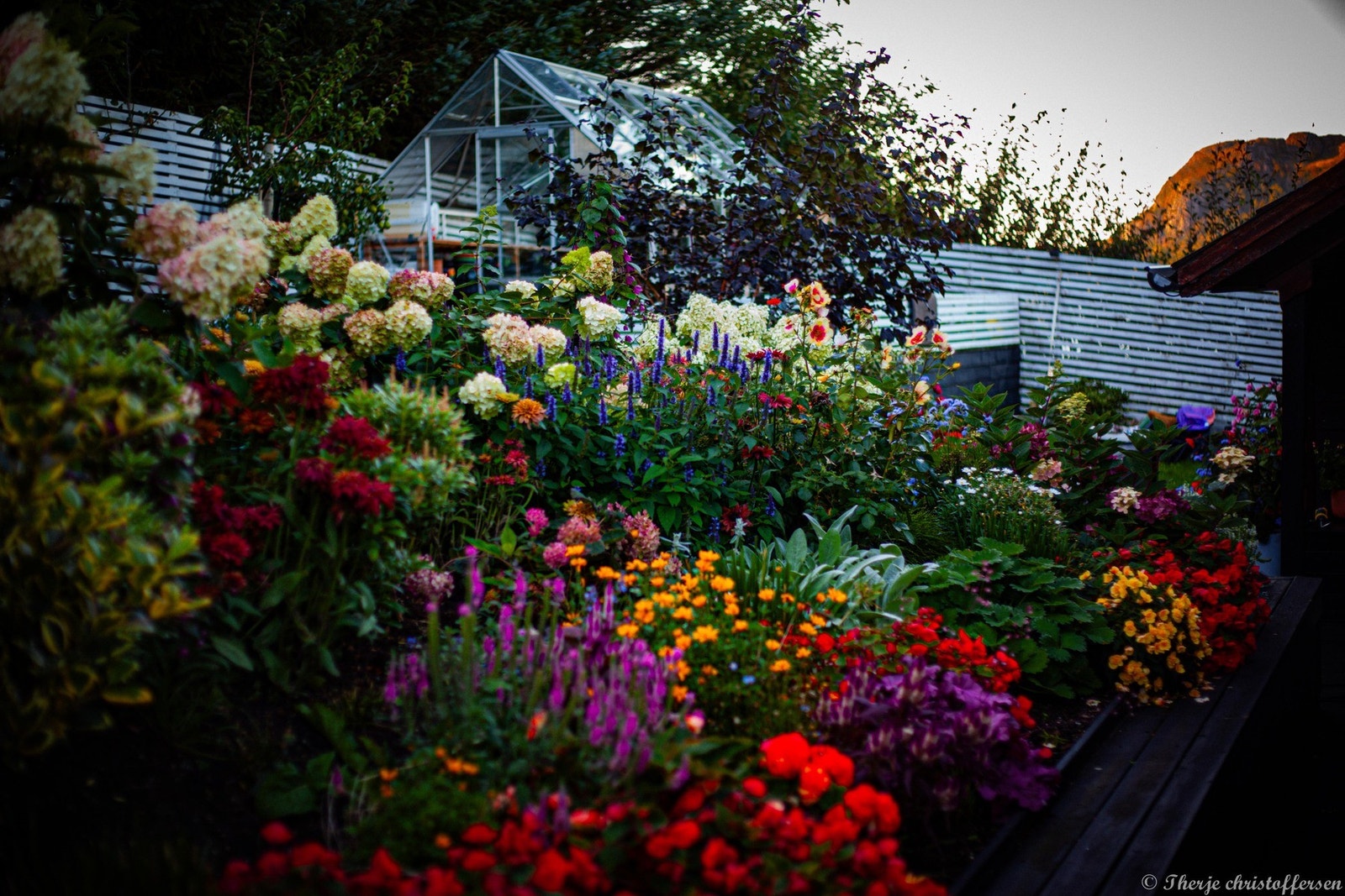 Et rikt blomsterbed med variert beplantning og stauder som gir hagen et fargerikt uttrykk gjennom sommeren. Galleribilde