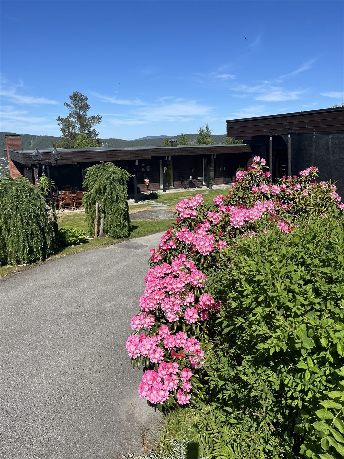 Selgers private sommerbilder Galleribilde