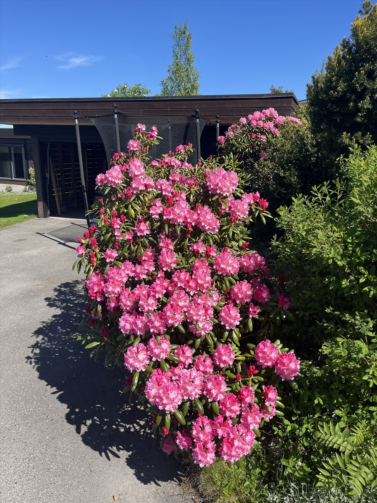 Selgers private sommerbilder Galleribilde