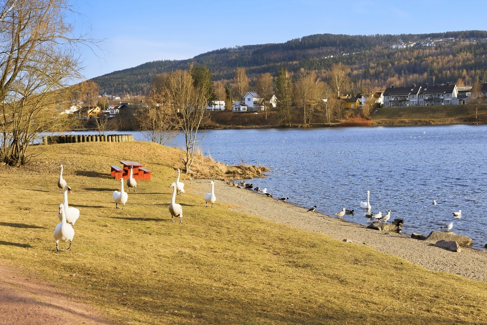 Elveparken strand Galleribilde