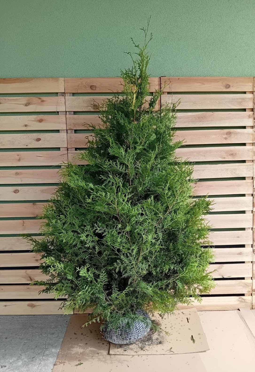 Thuja Brabant 175-200cm og 200-250cm | FINN-torget