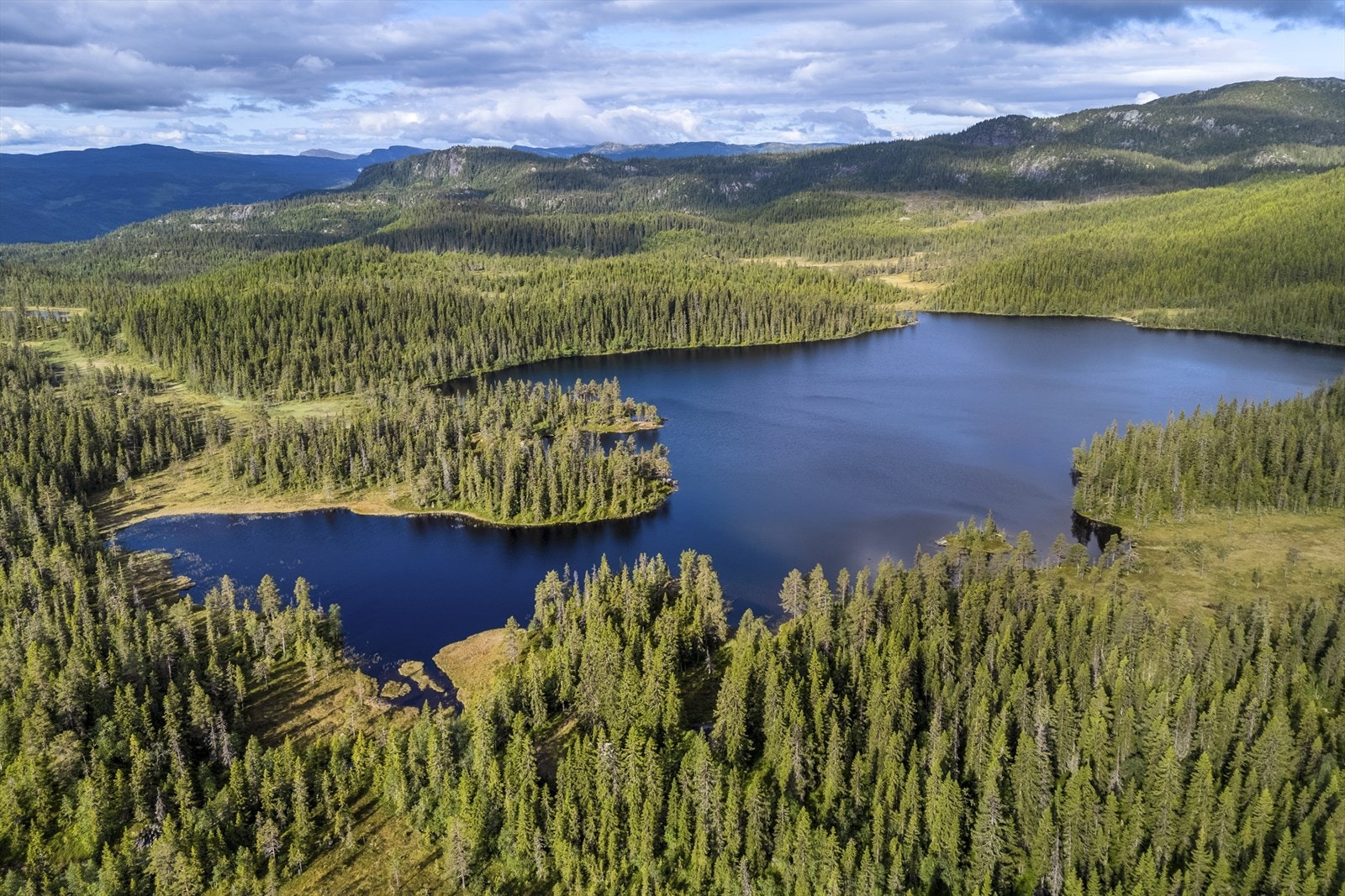 Skogarealene utgjør en viktig ressurs på eiendommen og er fordelt på flere teiger. Hovedteigen strekker seg fra ca. 150 moh til Saulifjellet på 1145 moh. Galleribilde