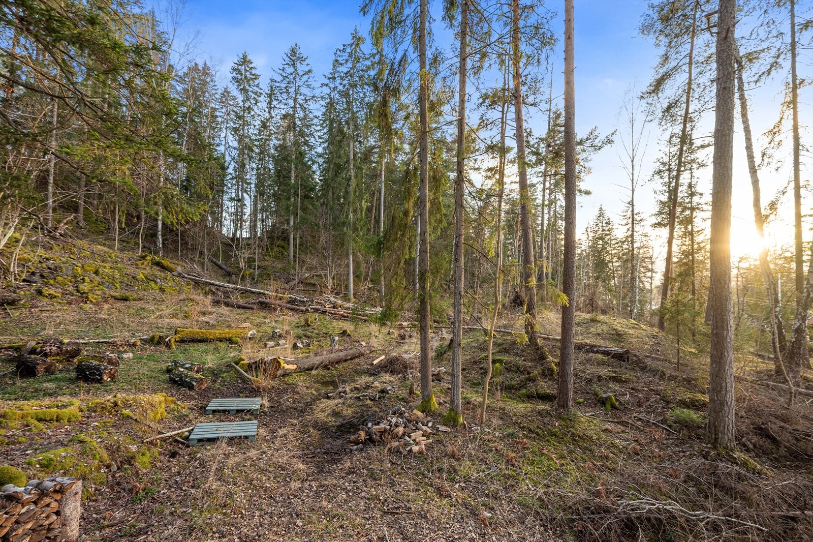 Tomten ligger i et lett skrånende terreng omgitt av etablert furuskog. Galleribilde