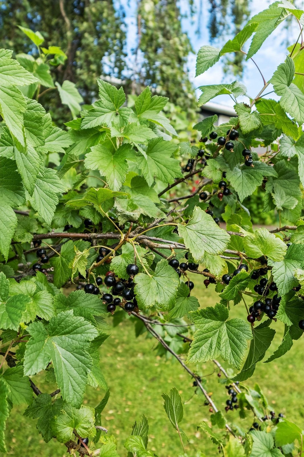 Det er ulike bær busker i hagen, blant annet solbærbusk Galleribilde