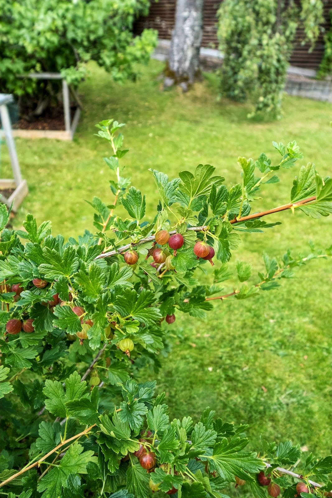 Her er det stikkelsbær Galleribilde