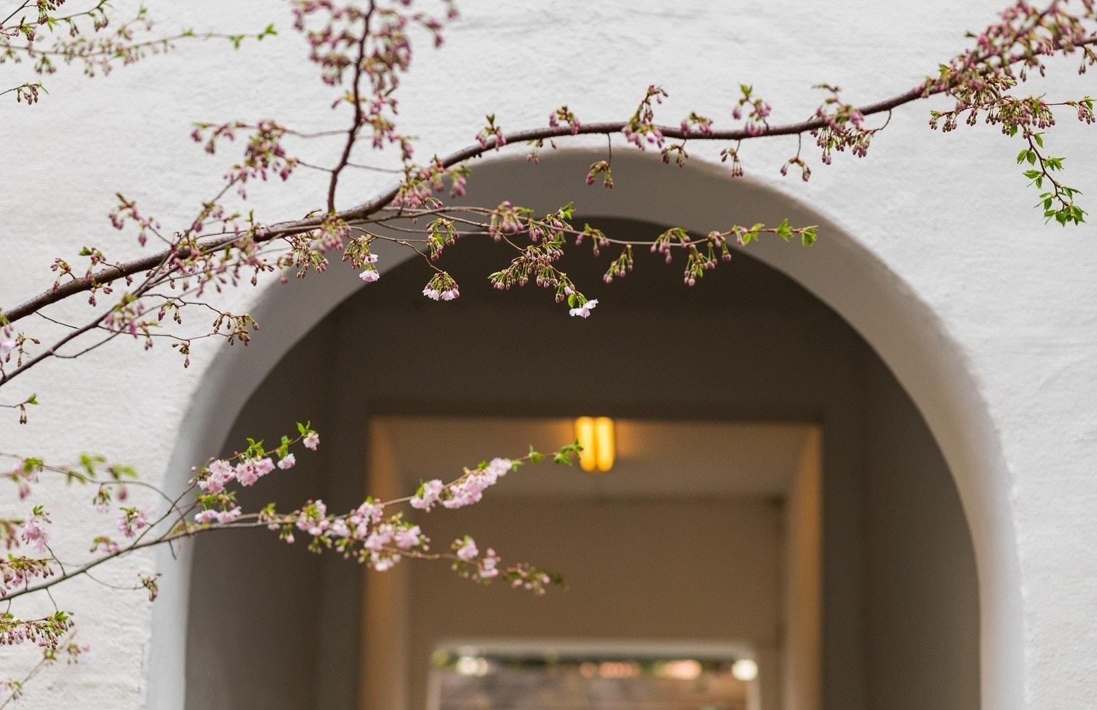 På våren blomstrer kirsebærtreet i bakgården. Galleribilde