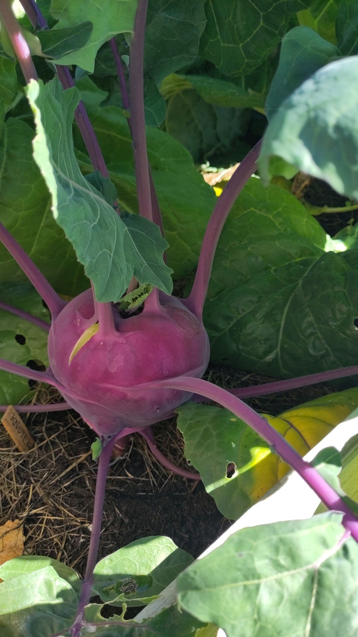 Hage (selgers foto) Galleribilde