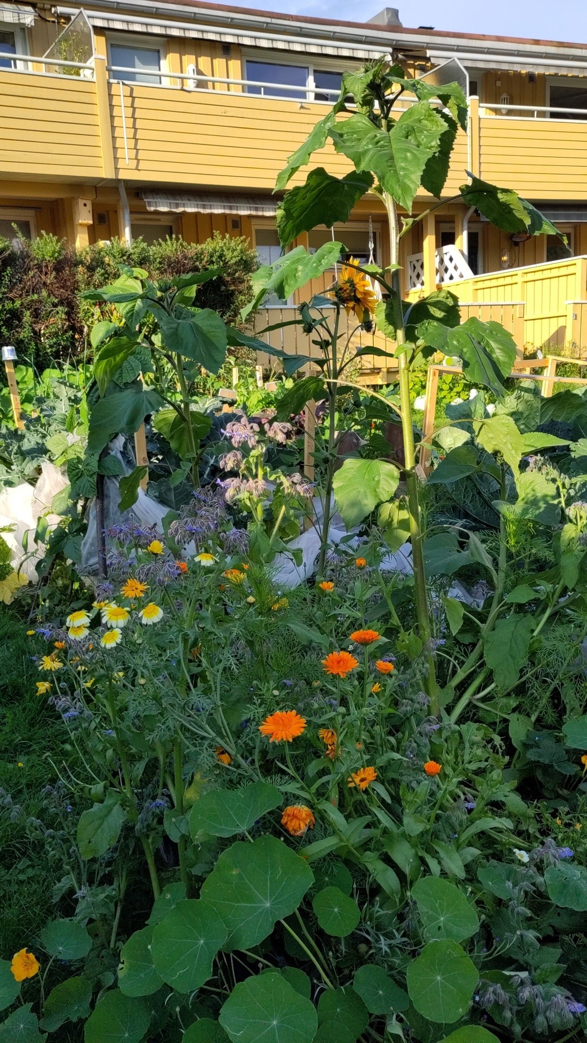 Hage (selgers foto) Galleribilde