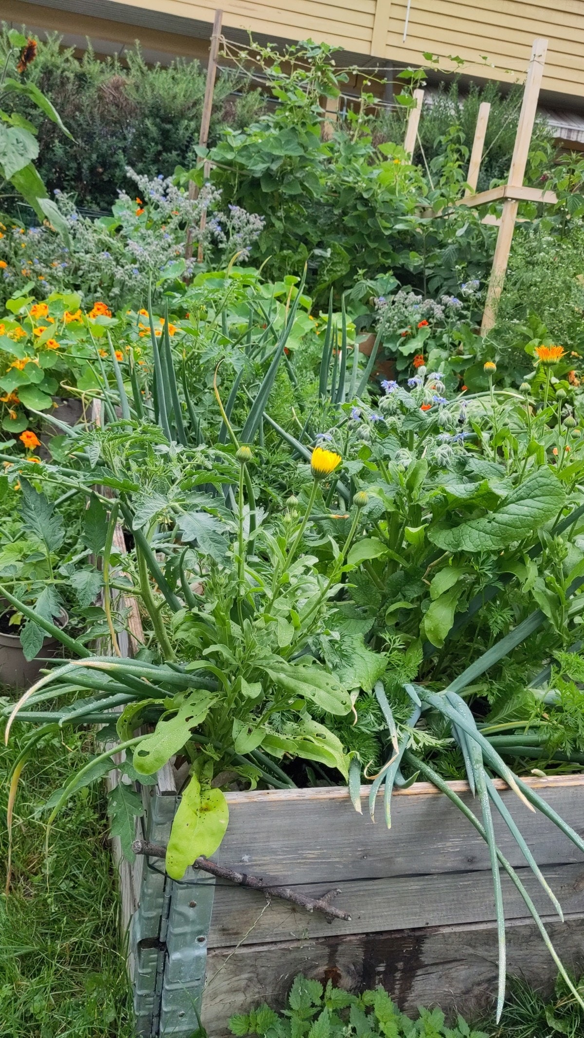 Hage (selgers foto) Galleribilde