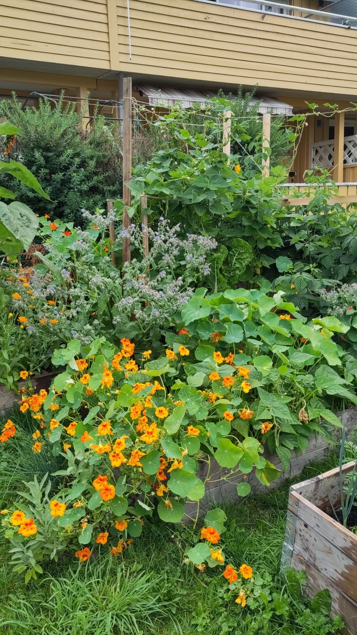 Hage (selgers foto) Galleribilde