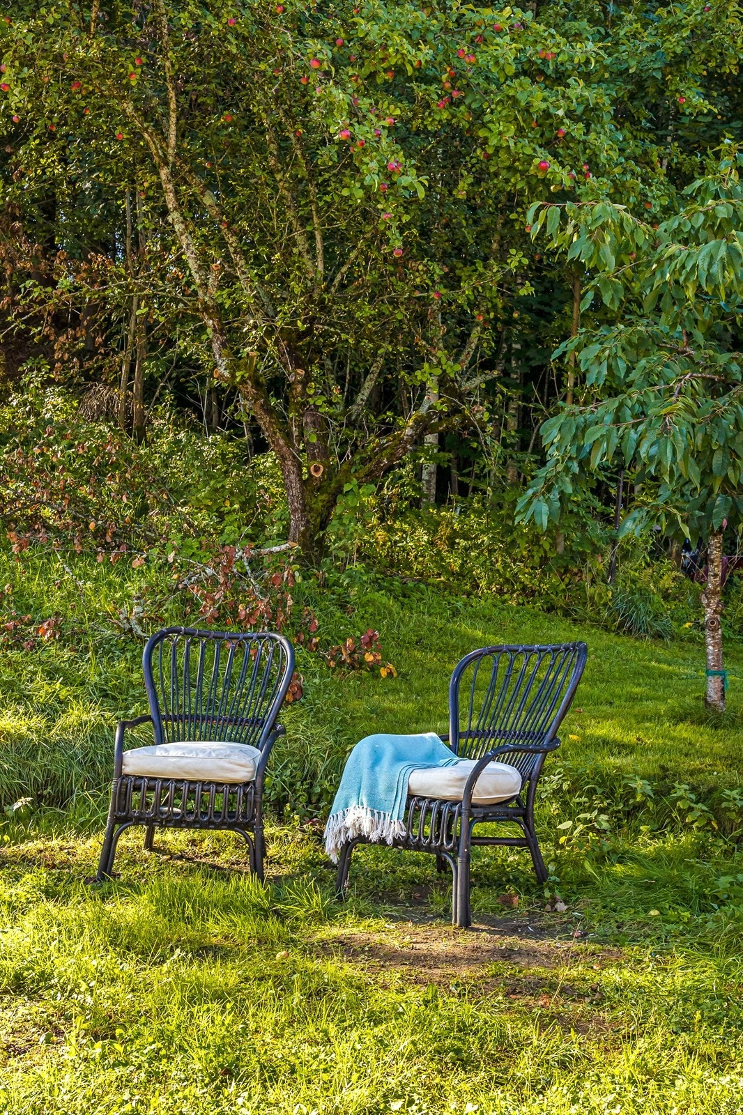 Hageområdet er pent opparbeidet med gressplen, hekk, epletrær, prydbusker og diverse beplantninger Galleribilde