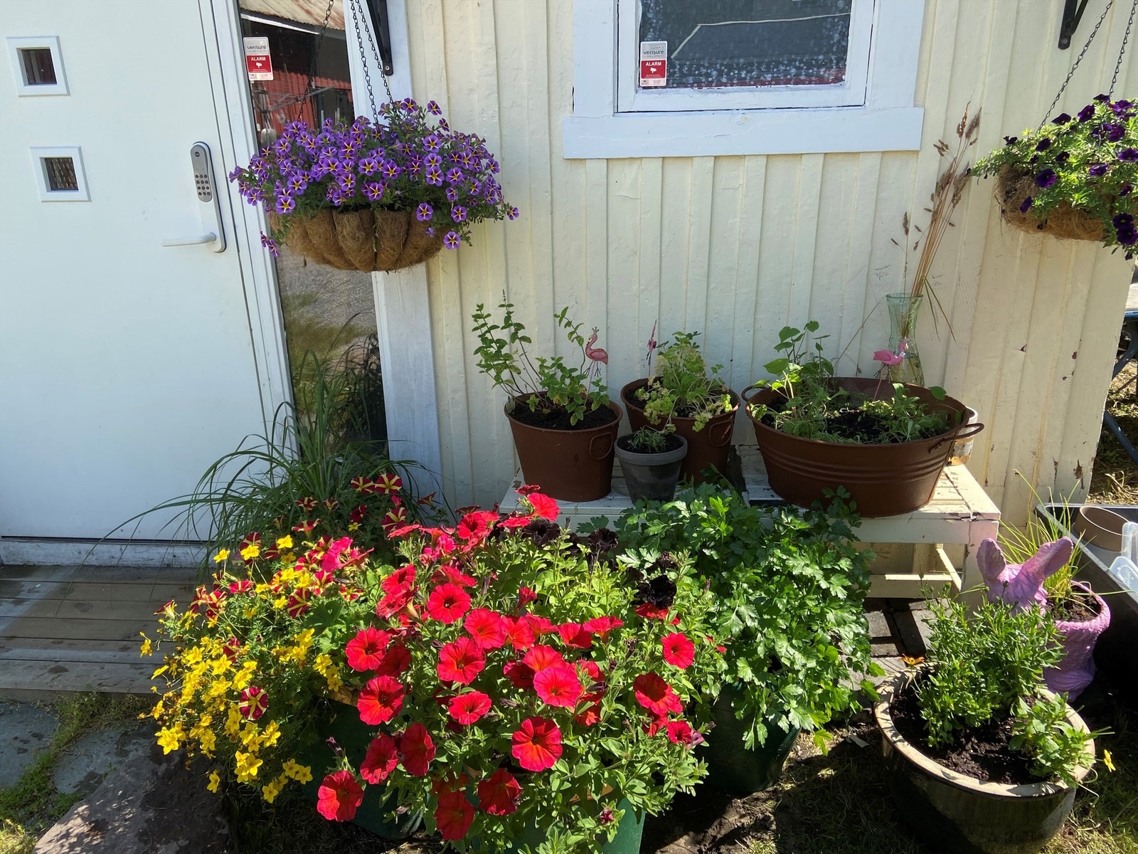 Sommerbilde (selgers bilde) Galleribilde