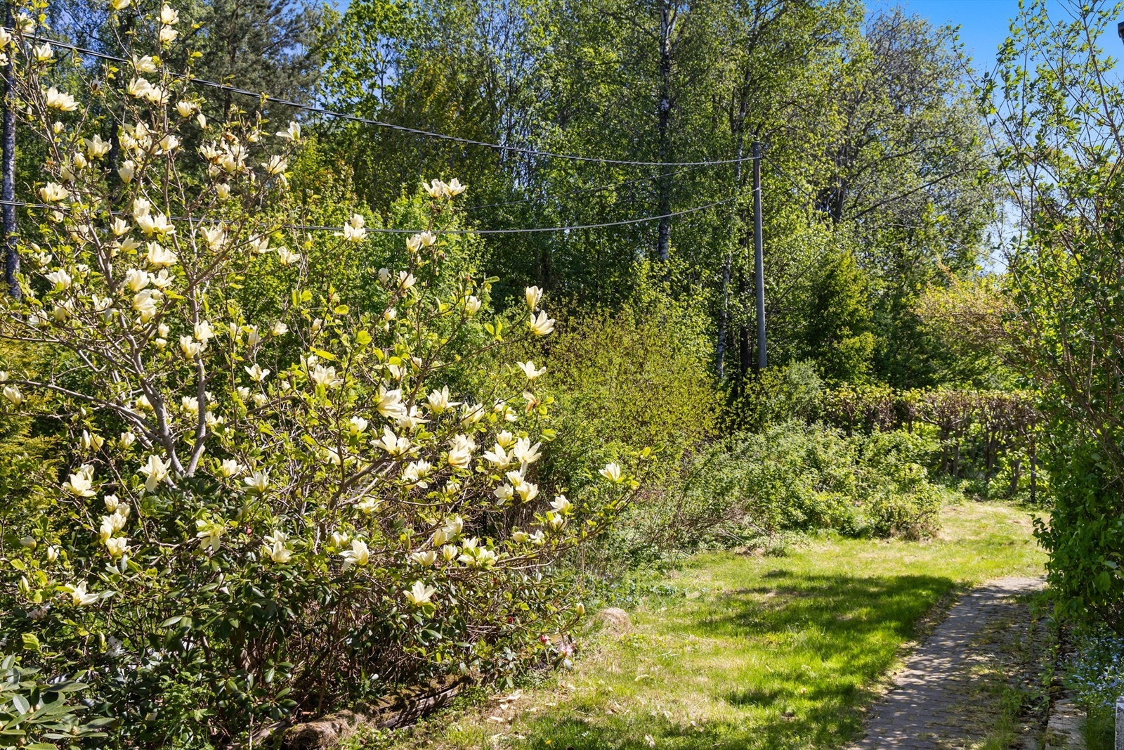 Hagen i full blomst Galleribilde