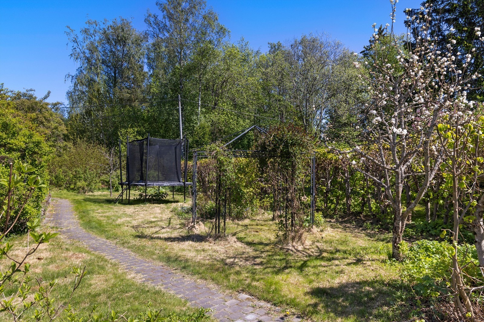 I hagen er det både bærbusker og frukttrær Galleribilde