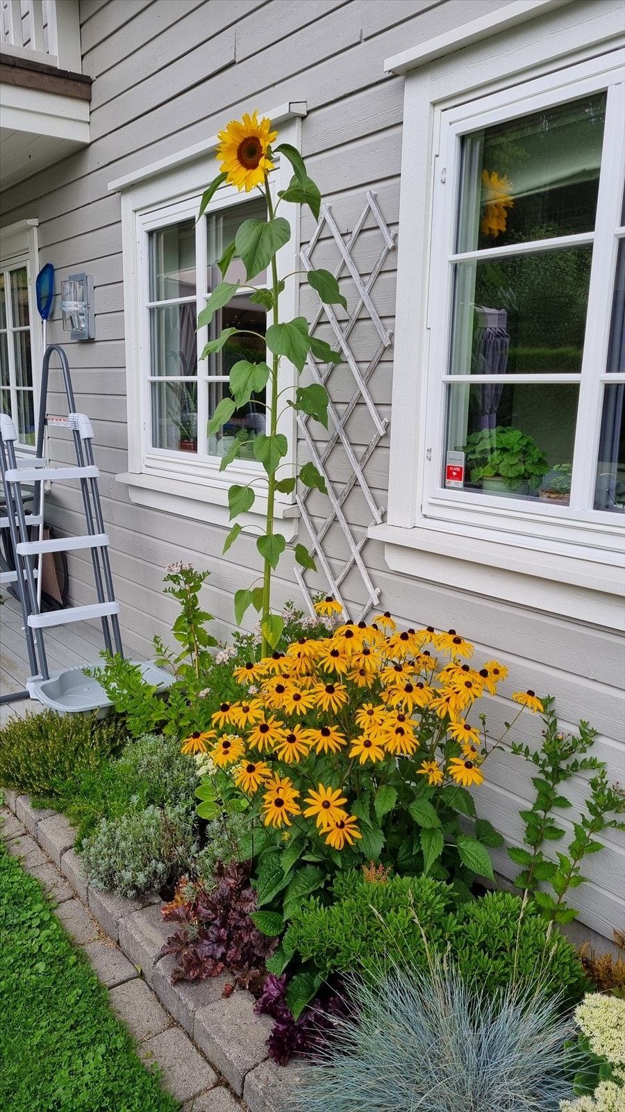 Private bilder som viser hvor fint det er på tomten på sommerstid - med nydelige flerårige stauder rundt om på eiendommen! Galleribilde
