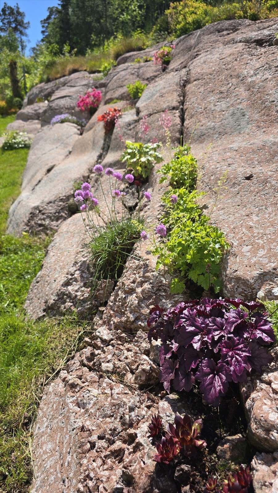 Private bilder som viser hvor fint det er på tomten på sommerstid - med nydelige flerårige stauder rundt om på eiendommen! Galleribilde