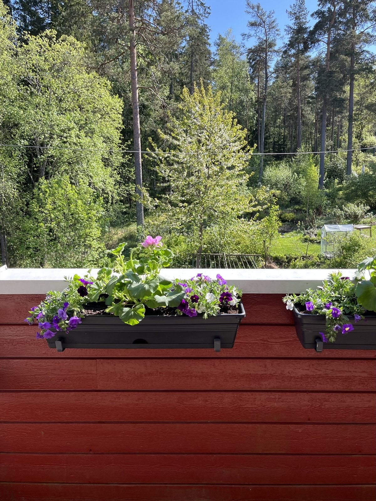 Privat bilde tatt av selger. Frodig og grønt. Galleribilde