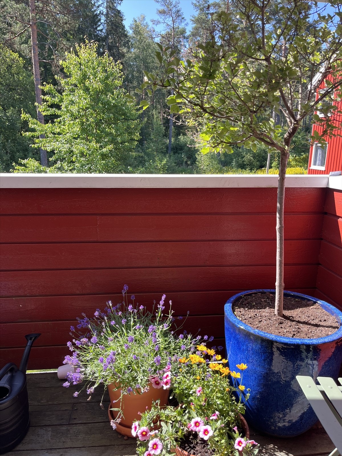 Privat bilde tatt av selger. Sommeridyll. Galleribilde