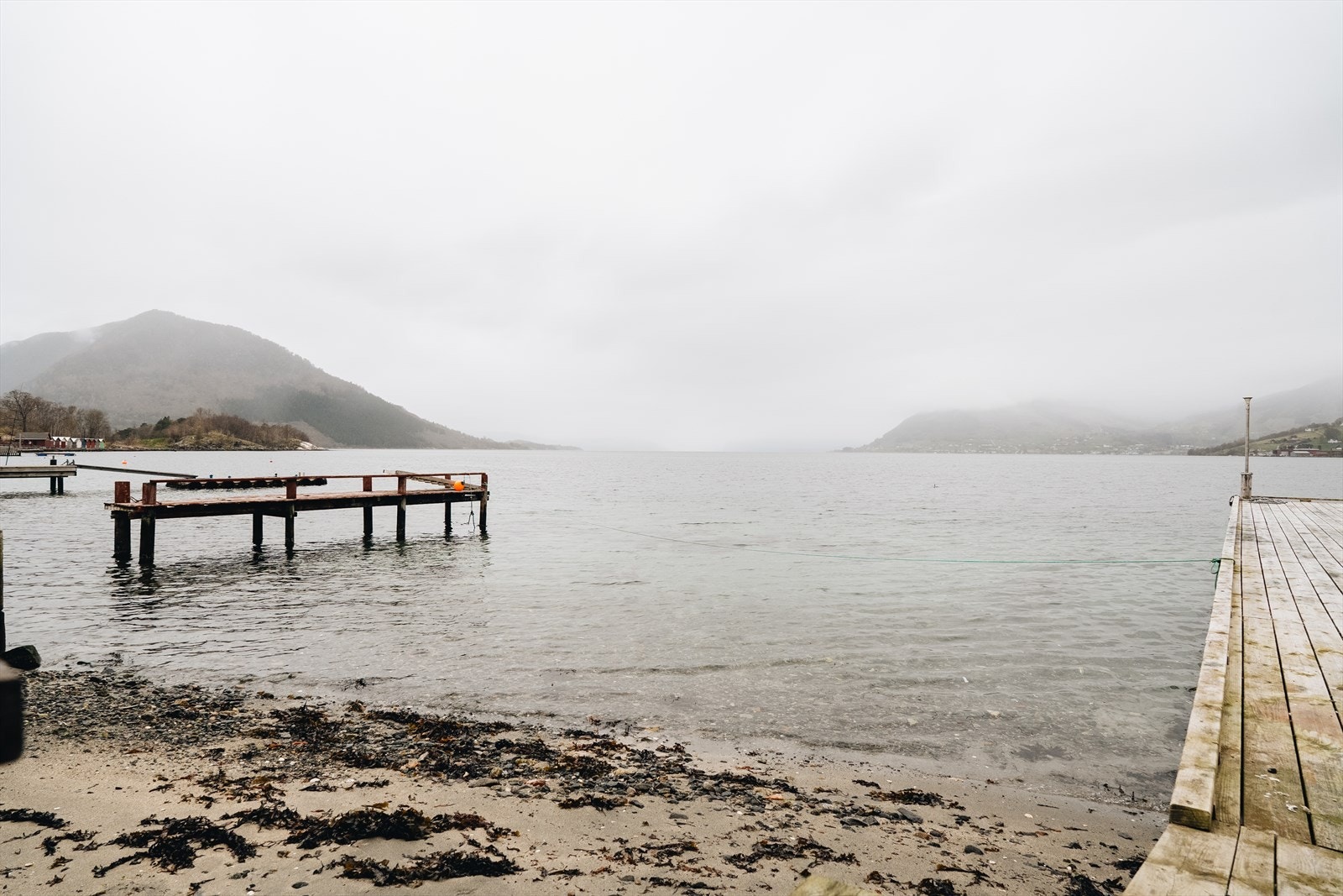 Det yrer av liv i fjorden! Galleribilde