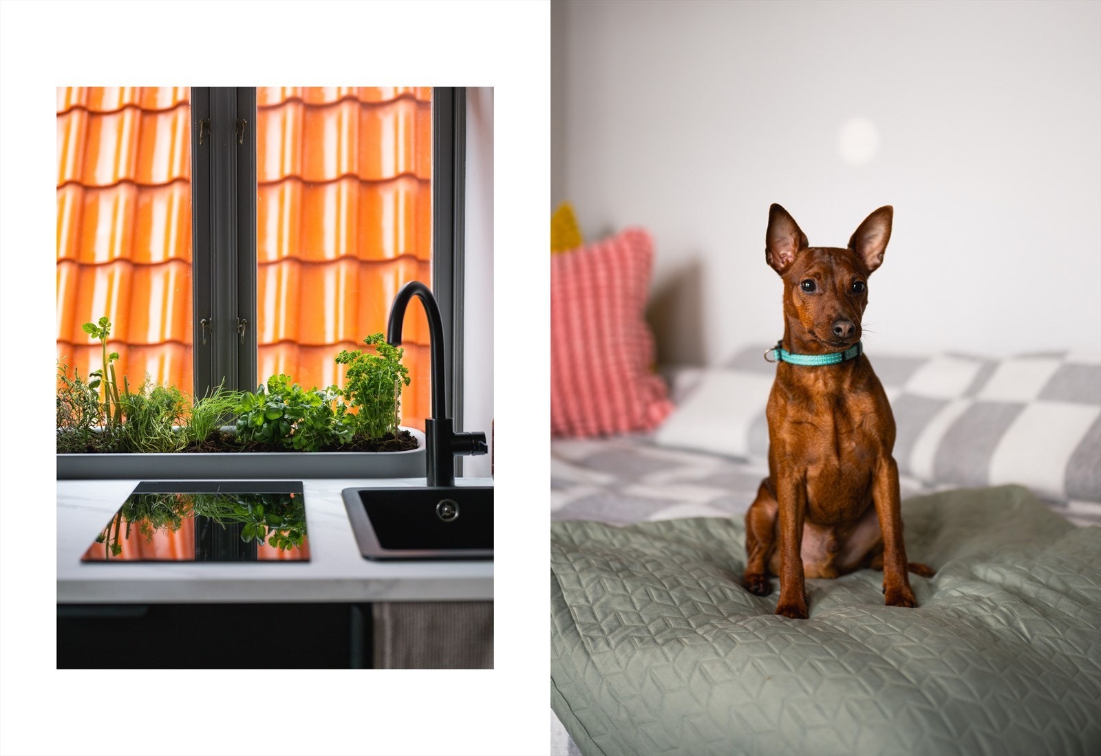 Selger og hans veldresserte, harmløse hund flytter ut ila. våren Galleribilde