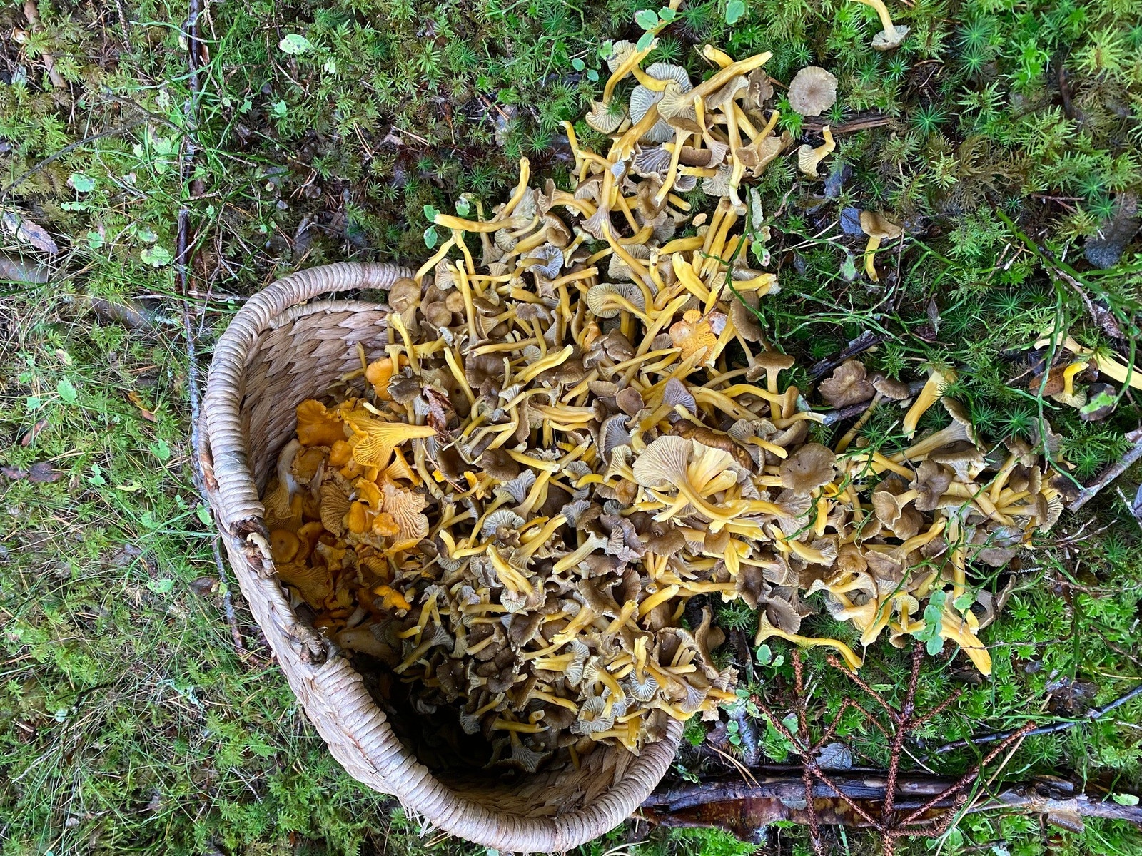 Skogen bak eiendommen har rikelig med sopp. Galleribilde