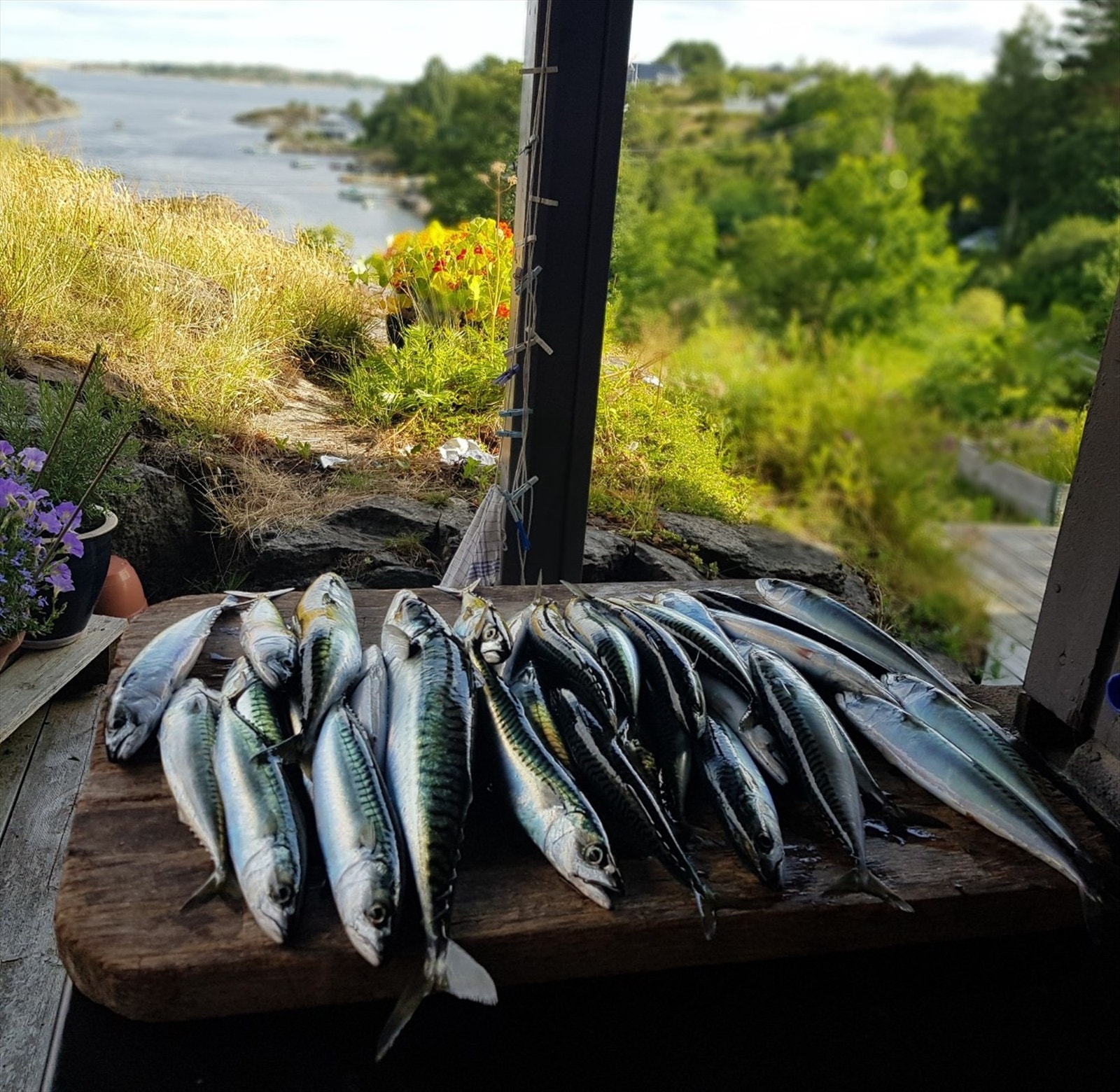 Skjærgården utenfor Tjøme er perfekt for både båtliv og fiske - her biter makrellen som regel godt Galleribilde