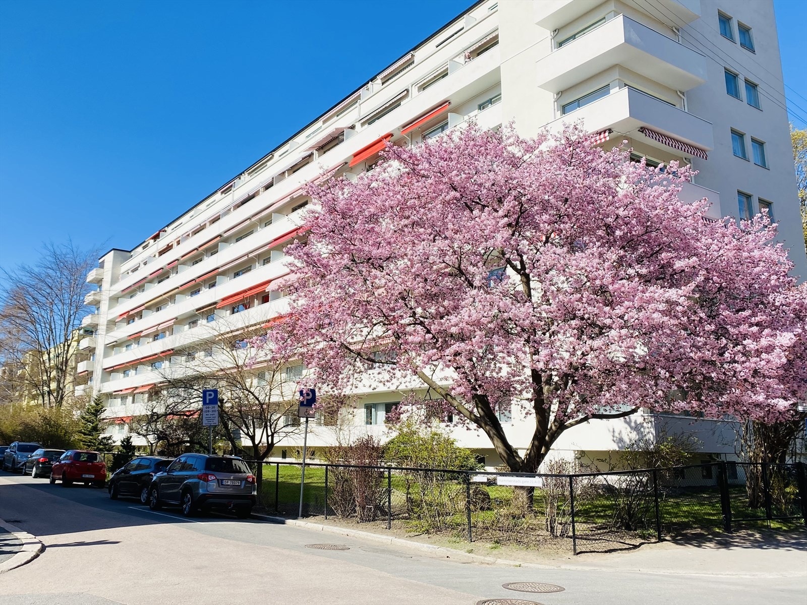 Det japanske kirsebærtreet i sameiets hage er et sikkert vårtegn i full blomst. Galleribilde