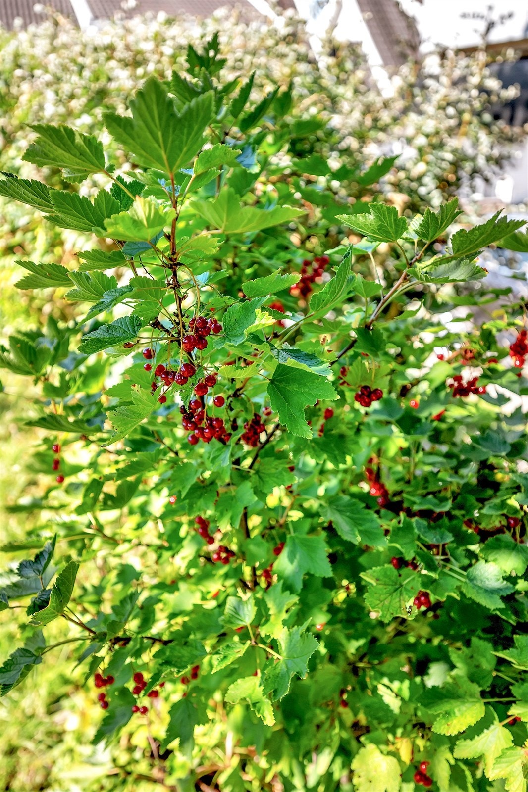 Friske rips og vakre omgivelser - en hage som gir rom for både vekst og avkobling. Galleribilde