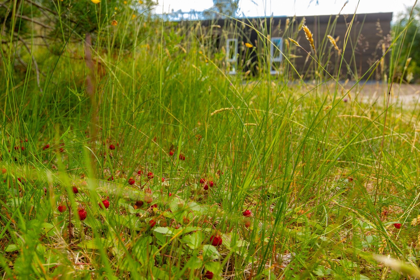 Lykken ved å plukke egne markjordbær Galleribilde