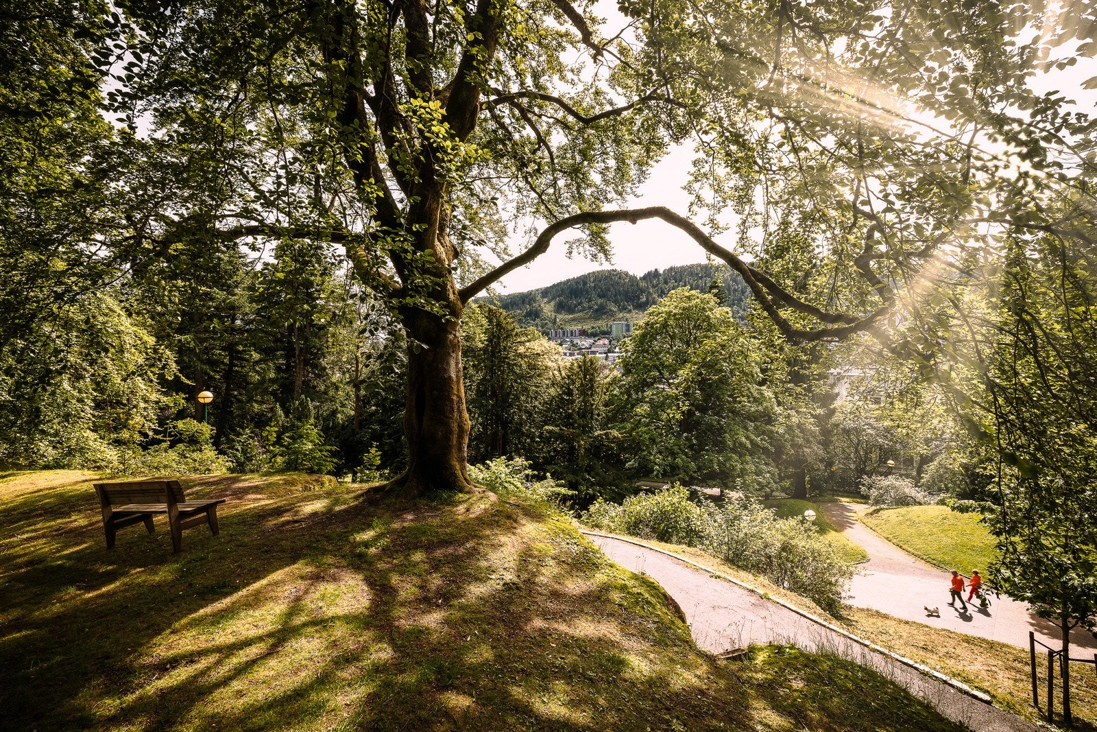 - På sommerstid kan solen nytes i Nygårdsparken - en fin plass å samles for grilling og hygge - Galleribilde