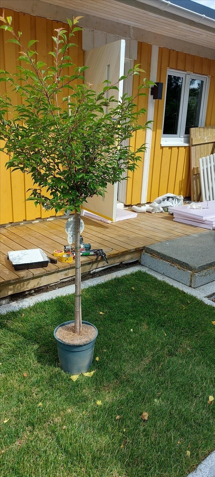Hage med meget gode solforhold. Terrasse på hele 27 kvm med god plass til utemøblement. Selgers private bilde. Galleribilde