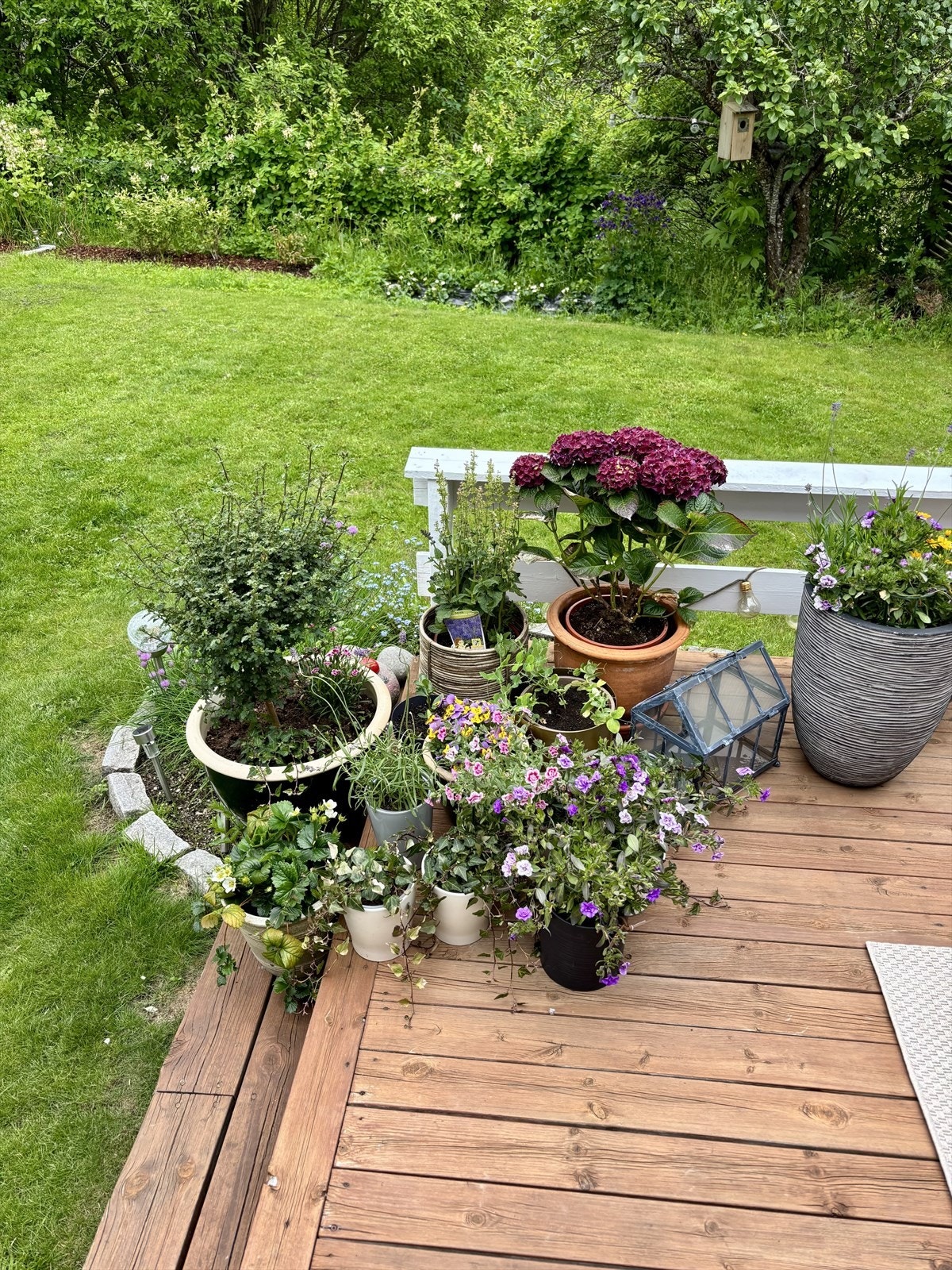 Selgers bilde fra hagen Galleribilde