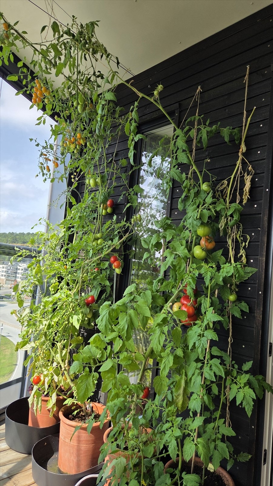 Tomatplanter. Selgers bilde Galleribilde
