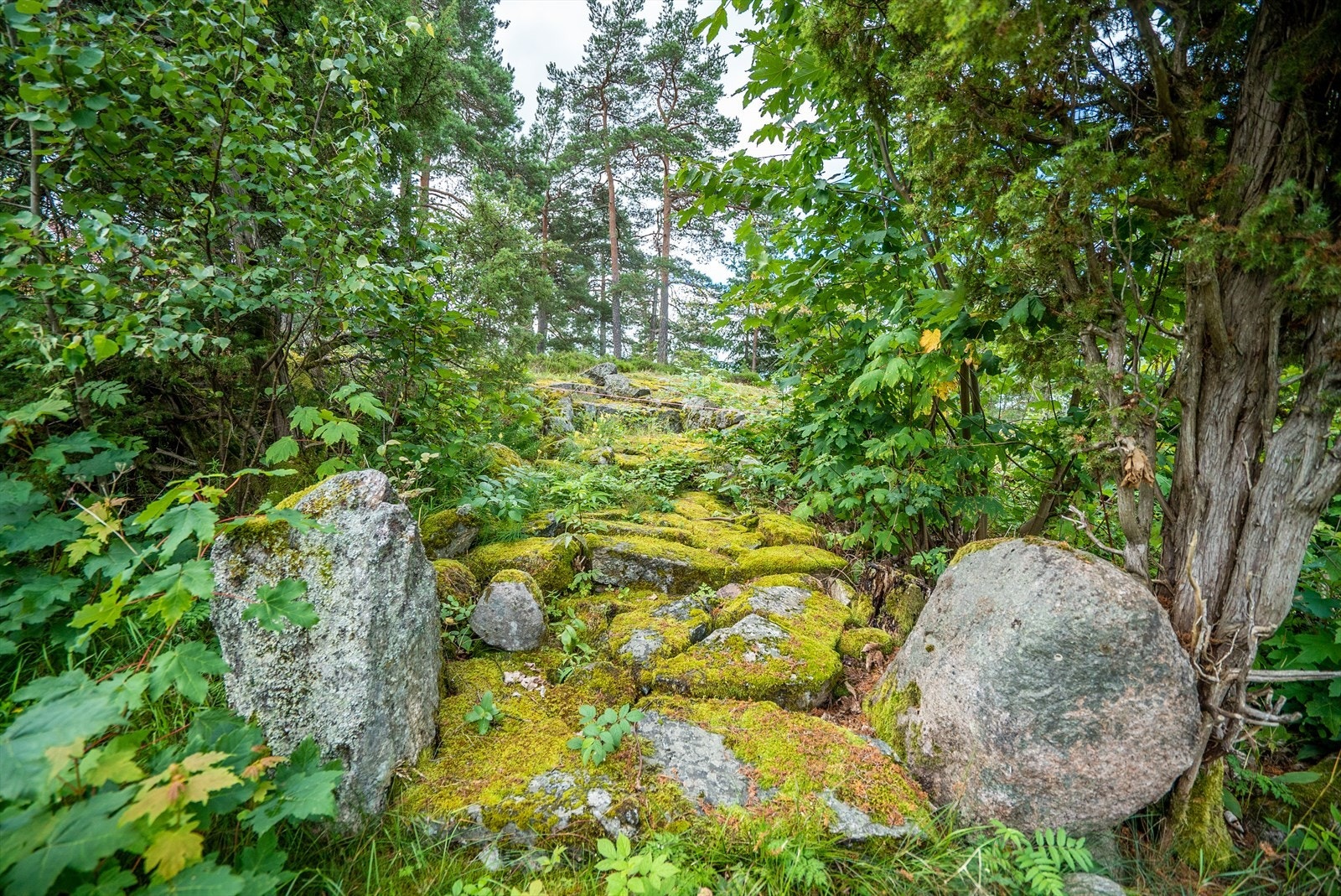 Stemningsbilde fra tomteområdet Galleribilde
