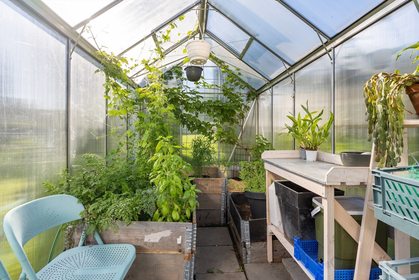 Drivhuset gir deg optimale forhold for å dyrke planter og grønnsaker gjennom hele sesongen. samt to vinranker som gir druer i august/september Galleribilde