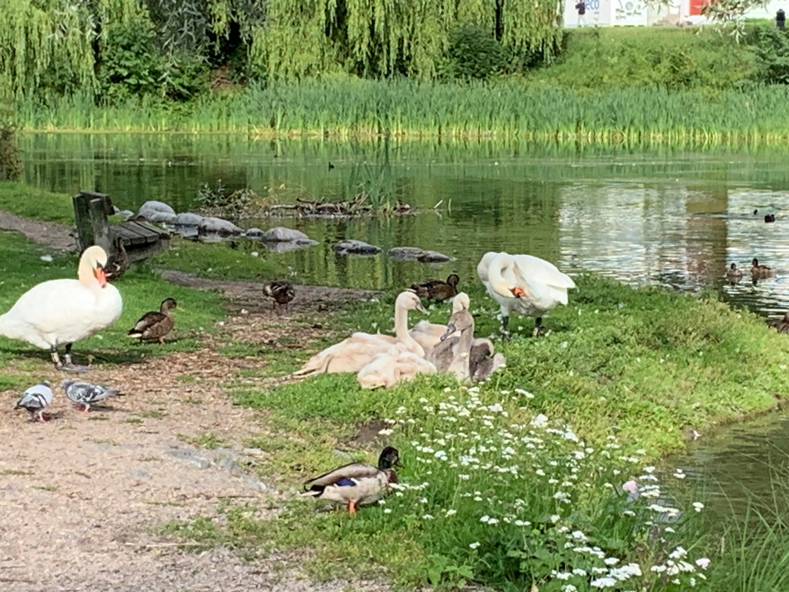 Fint turterreng Galleribilde