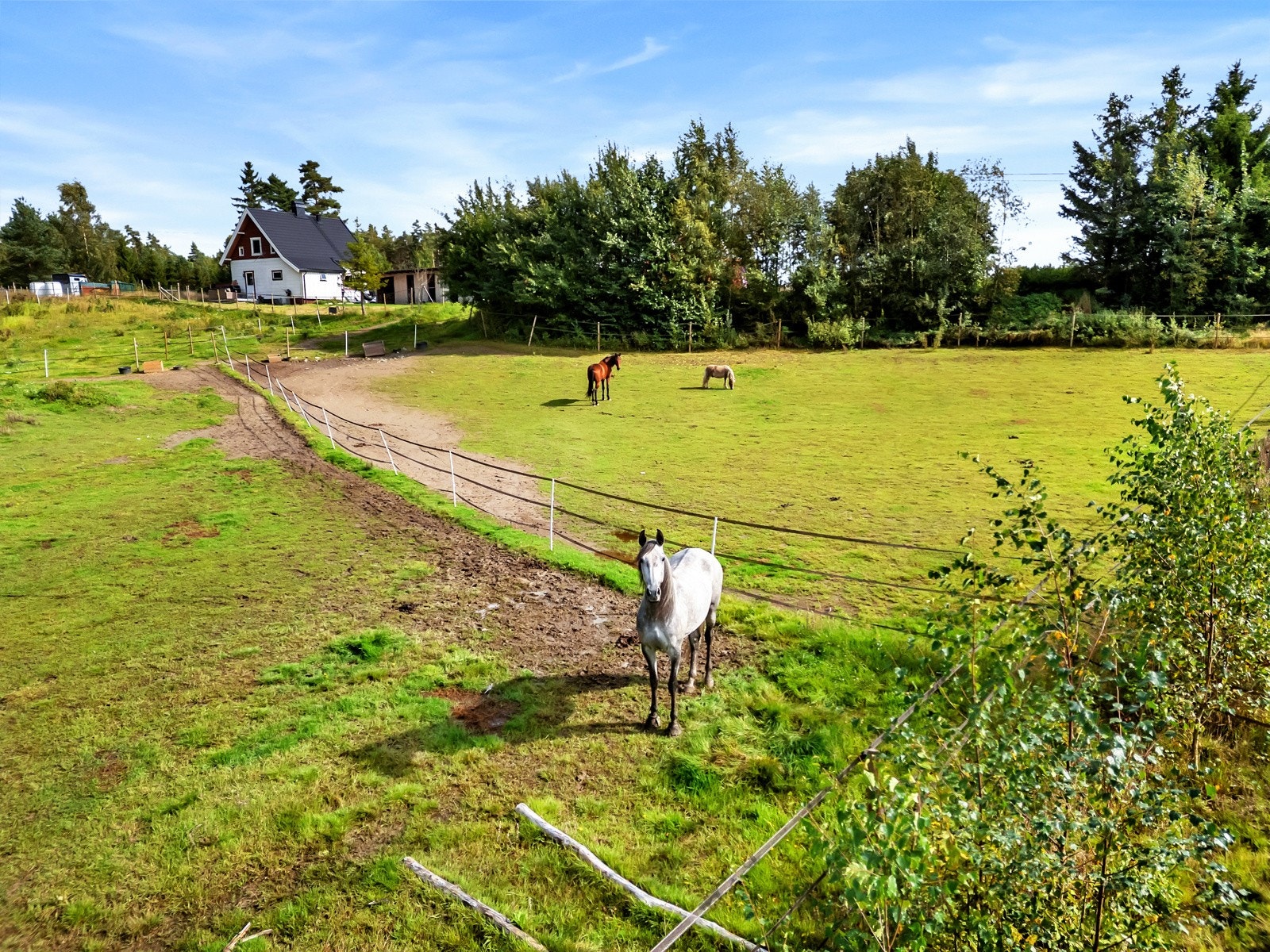 Tilrettelagt for hester Galleribilde