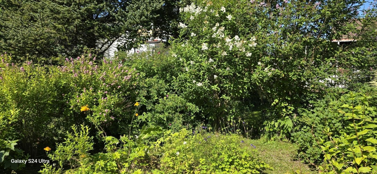 Privat bilde av hage. Galleribilde