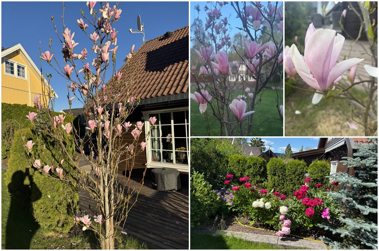 Hagen i blomstrning Galleribilde