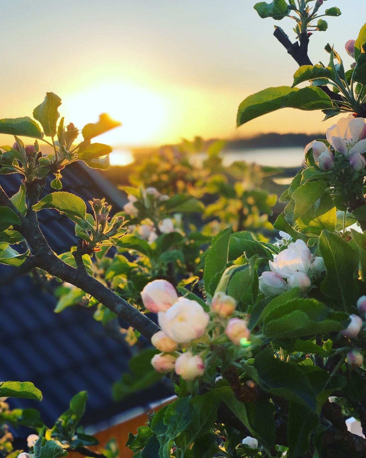 Vakker blomstring i solnedgang. Et nydelig epletre står sentralt i hagen - det blomstrer praktfullt i mai og gir flotte, røde epler om høsten.
(Foto: Selgers private bilder) Galleribilde