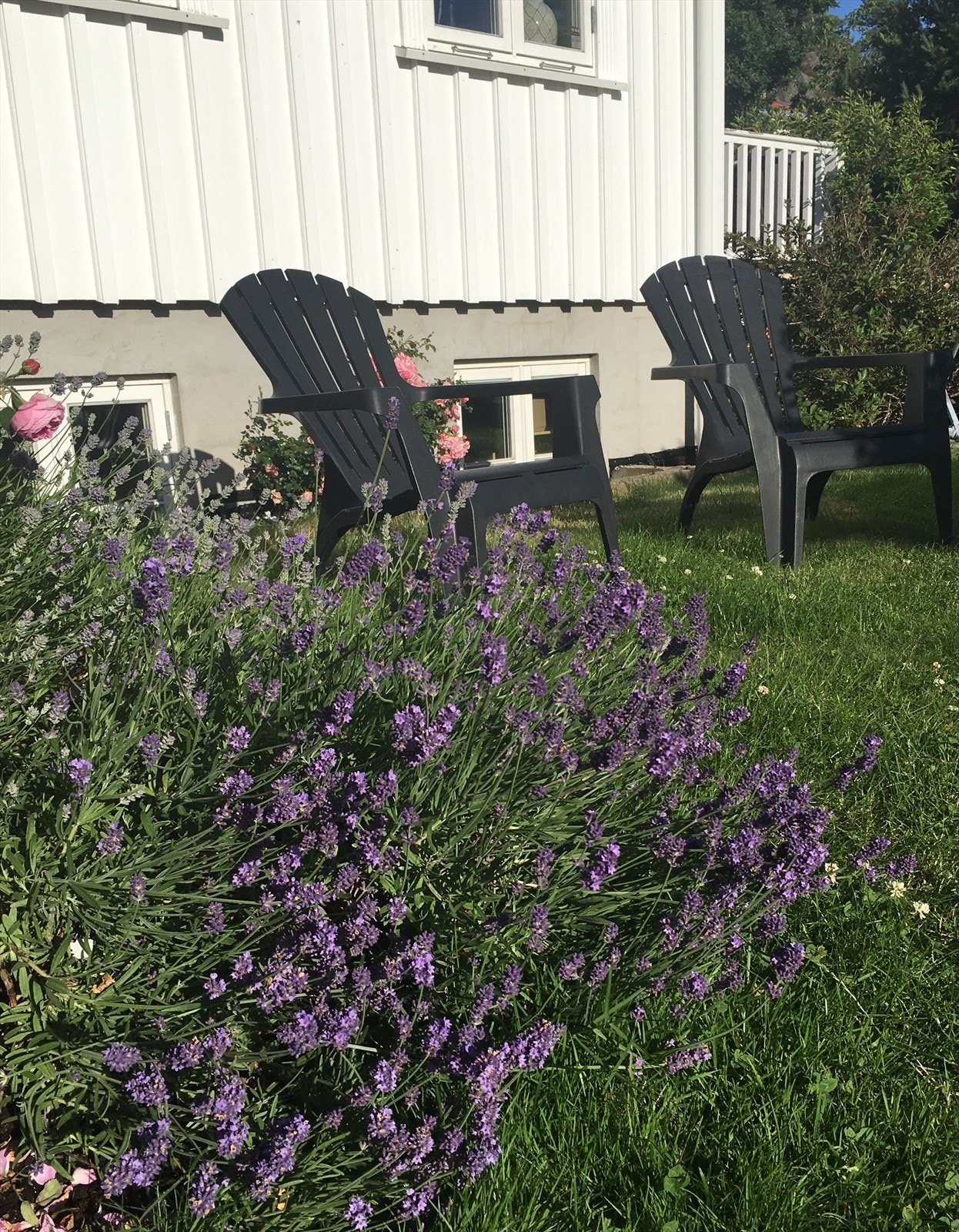 Lavendel i hagen. (Foto: Selgers private bilder) Galleribilde