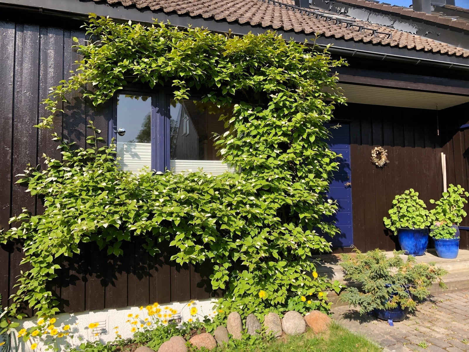 Kjøkkenvinduet er rammet inn av en herlig klatreplante som begrenser innsynet. Hagen på alle sider av huset er pent beplantet med stauder. Selgers eget bilde. Galleribilde