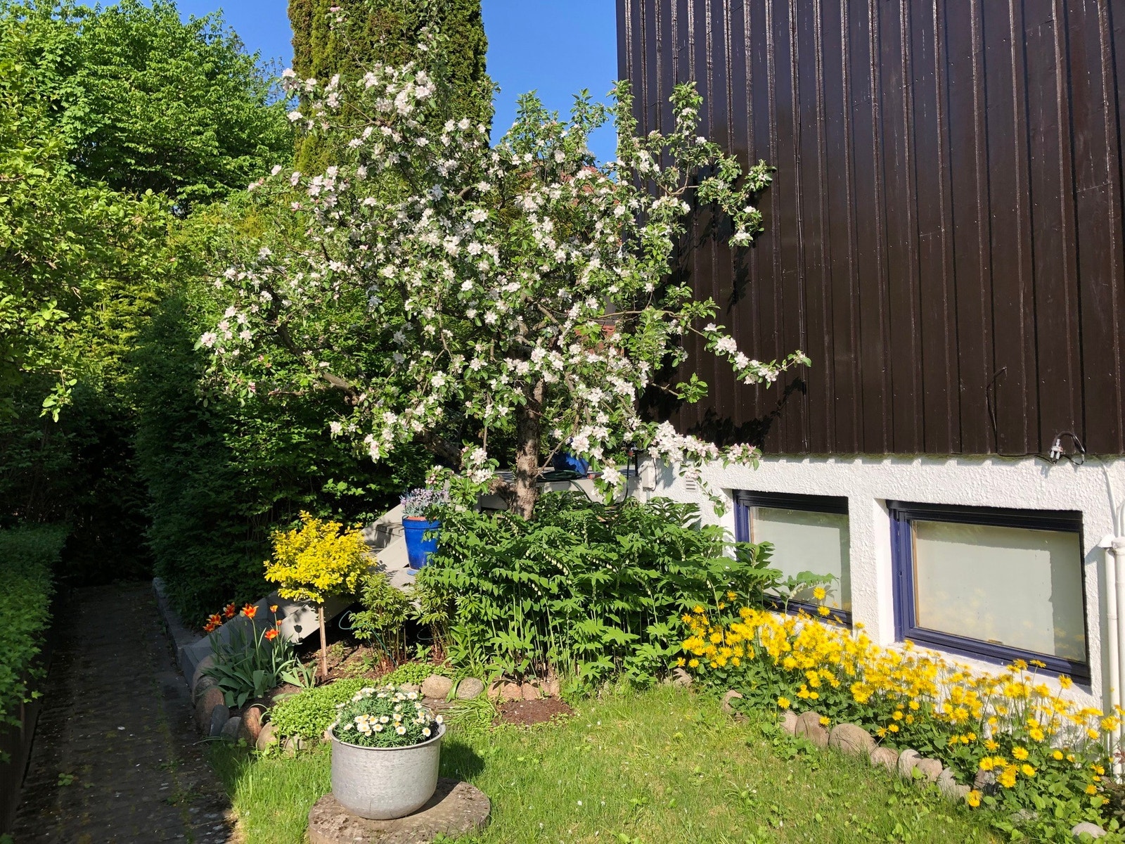 På siden av huset står et gammelt epletre som gir masse frukt. Selgers eget bilde. Galleribilde