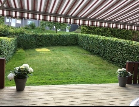 Hage sommer (tatt av selger). Galleribilde