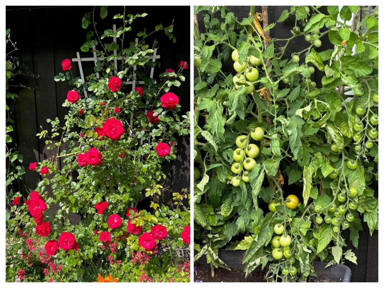 Et koselig blomsterbed ved inngangspartiet bidrar til et flott førsteinntrykk hvor vårens blomster har begynt å spire. Utover sommeren blomstrer en vakker rosebusk langs veggen. Galleribilde