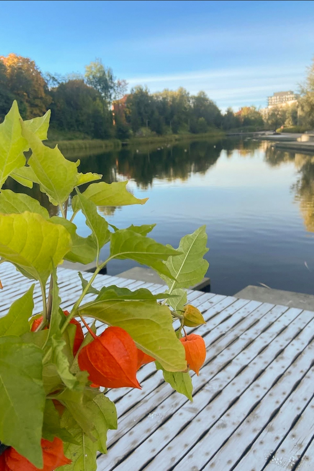 Selgers bilde fra nærområdet. Galleribilde