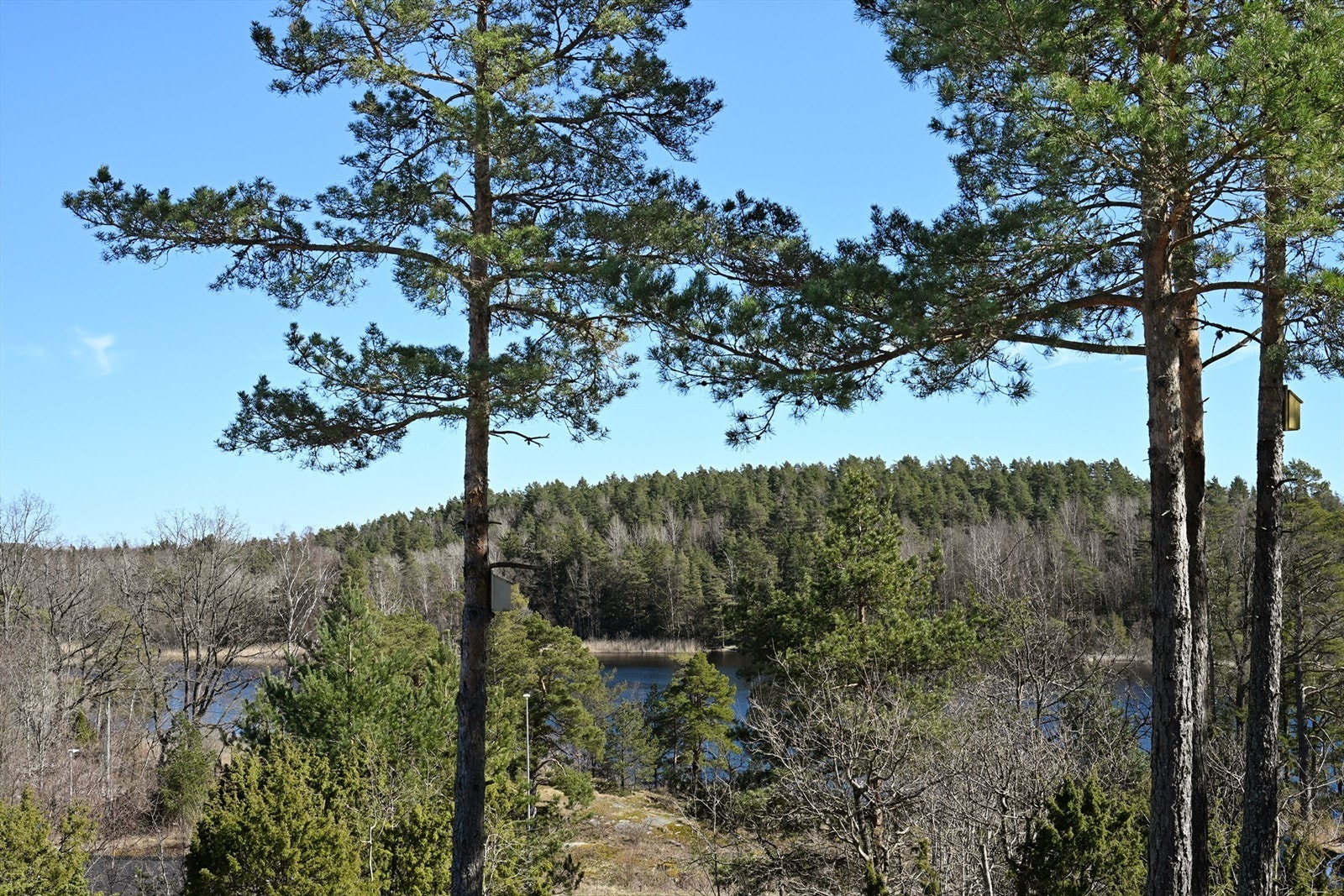 Skog og natur er rett utenfor døren. Galleribilde