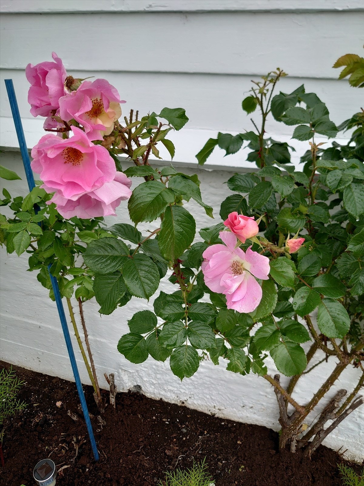 Hagen er pent opparbeidet med fine blomster. Galleribilde