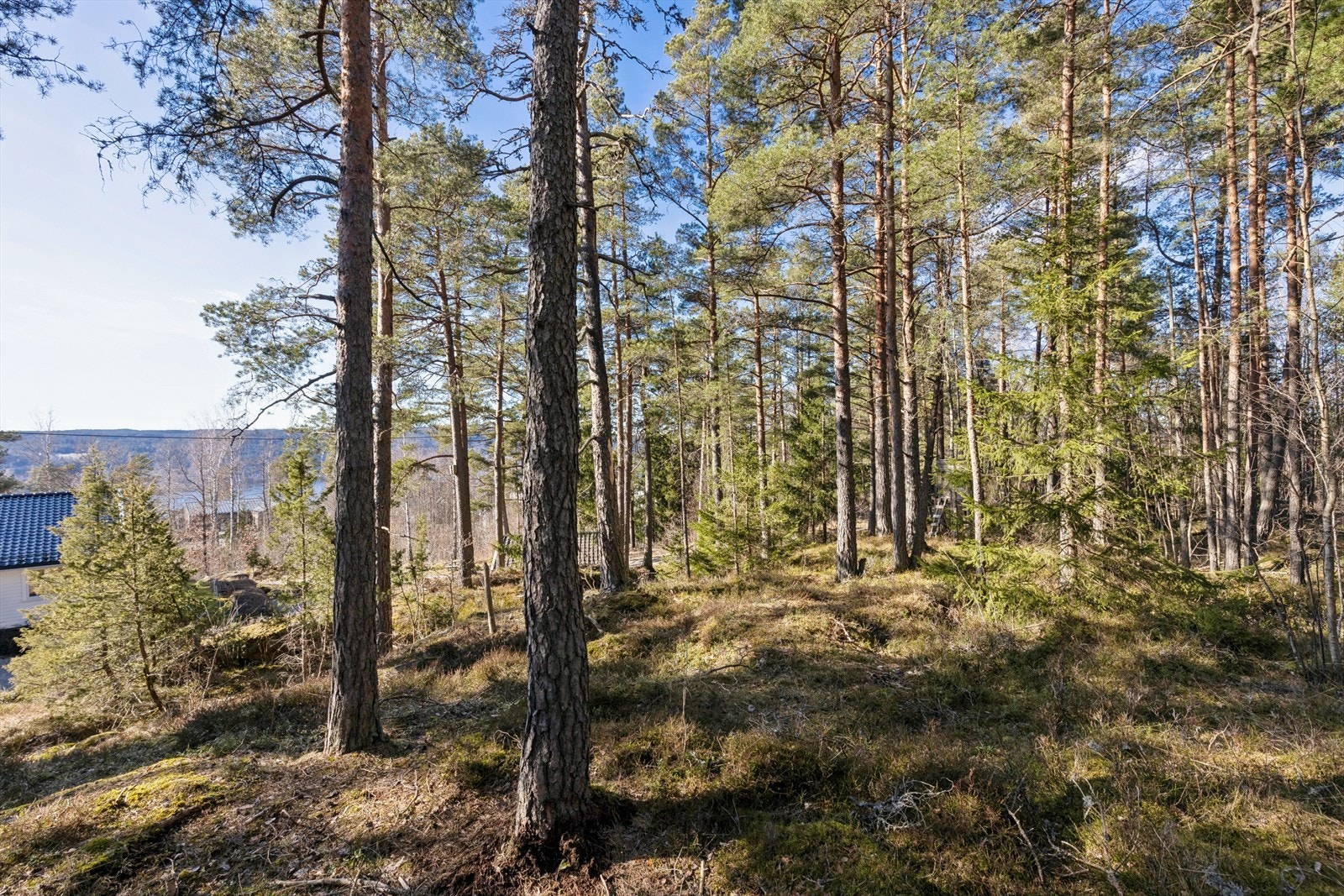 En sjelden mulighet i Hvitsten. Her presenteres en stor og solrik naturtomt på over 3 mål, beliggende høyt og fritt i åsen. Galleribilde