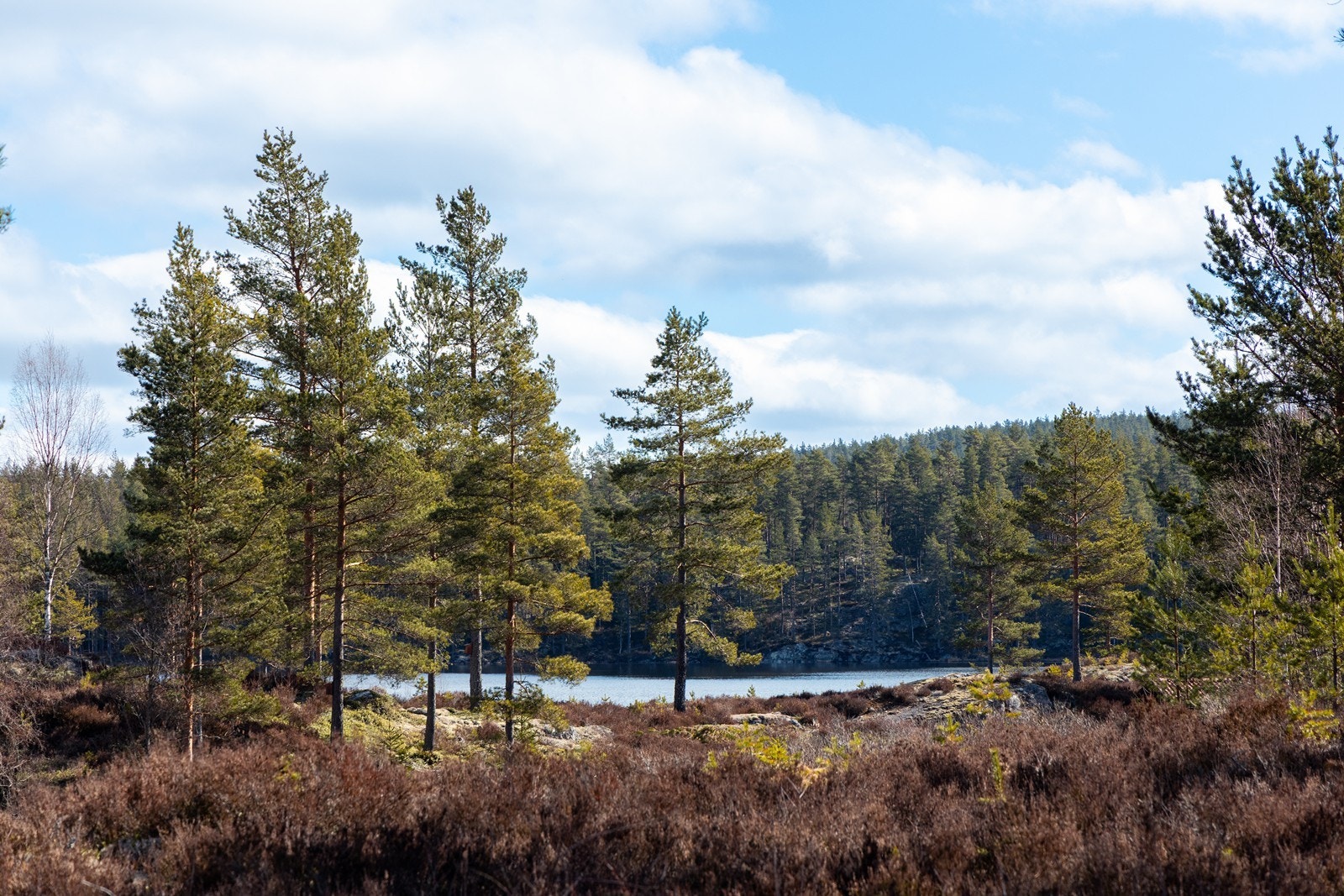 Mjermen og området rundt tilbyr vakker natur, skog og stille vann. Skogsbilveier og utallige små stier egner seg for både sykling, turgåing og riding. Galleribilde